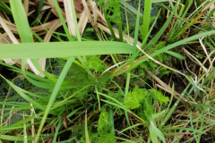 20210512_Gr_Wasserfenchel