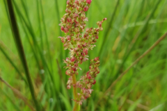 20210512_Sauerampfer