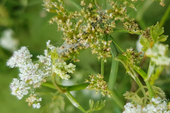 1_20210707_Wasserfenchel-Raupe