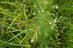 20210707_Wasserfenchel