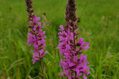 20210715_Blutweiderich