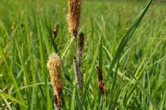 IMG_20210519_Carex_acutiformis