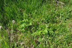 IMG_20210519_Kohldistel