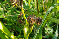 20210909_Igelkolben