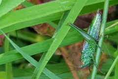 20210909_KurzflSchwertschrecke