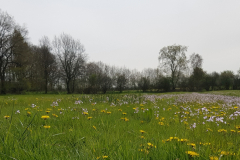 20230428_Kattbek1-Cardamine-pratensis