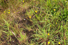 20240825_Kattbek_Detail2