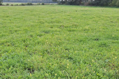 20240825_Kattbek_Linum_vulgare