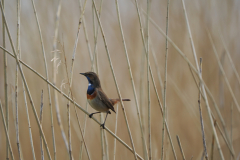 Blaukehlchen1-von-Hendrik-Kretzschmar
