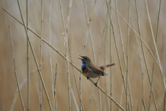 Blaukehlchen2-von-Hendrik-Kretzschmar