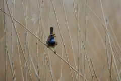 Blaukehlchen3-von-Hendrik-Kretzschmar