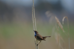 Blaukehlchen4-von-Hendrik-Kretzschmar