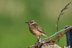 Braunkehlchen-von-Hendrik-Kretzschmar
