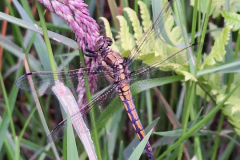 20240608_Blaupfeil-Weibchen