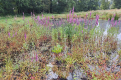Moordorf1-Lytsal-20250829