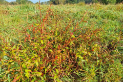 Moordorf1-Perhyd-20250829