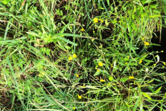 Moordorf1-Ranfla-20250829