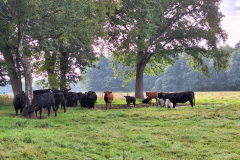 Moordorf1-Rinder-20250829