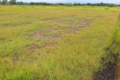 Mueba-Wisch-Testflaeche-Moor-20250825