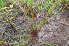 Mueba-Wisch-Testflaeche-Moor-Junbuf-20250825