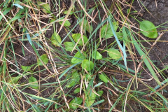 Mueba-Wisch-Testflaeche-Moor-Plamaj-20250825