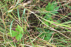 Mueba-Wisch-Testflaeche-Moor-Ranrep-20250825