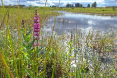 Mueba-Wisch-FK-West-Lythrum-20250825