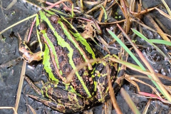 Mueba-Wisch-Gruenfrosch-20250825