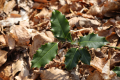 20220424-WJ-Ilex