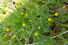 20220424_Goldhahnenfuss1