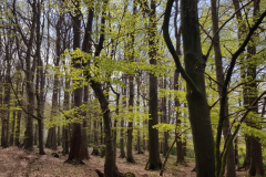20220424_Rot-Buche1