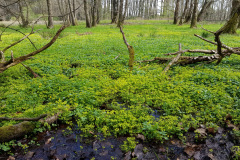 20220424_Wbl-Milzkraut2