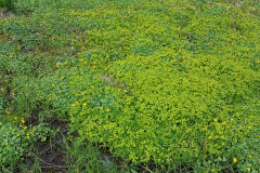 20220424_Wbl-Milzkraut3