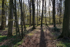 IMG_20220424_Eiche-Rot-Buche