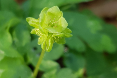 IMG_20220424_Moschuskraut1