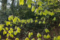 IMG_20220424_Rot-Buche-vor-Ilex